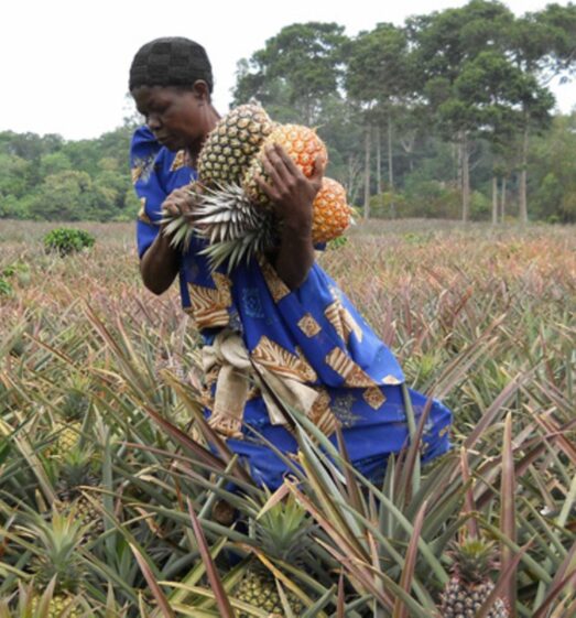 pineapple-farmer